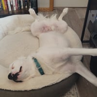 Falcor - Photo 9