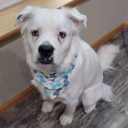 FALCOR - Great Pyrenees for adoption in Fargo