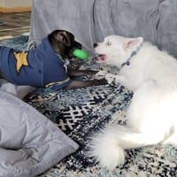 Falcor - Photo 17