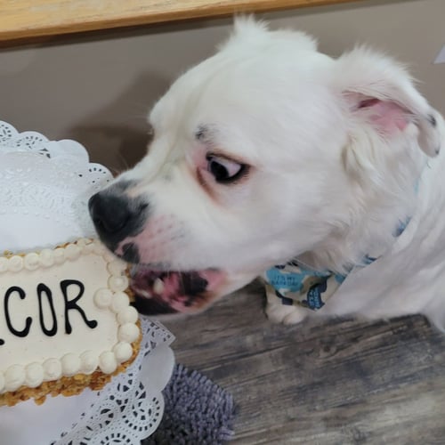 FALCOR - Great Pyrenees available for adoption