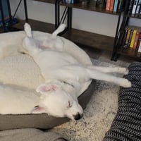 Falcor - Photo 19