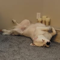 Falcor - Photo 6