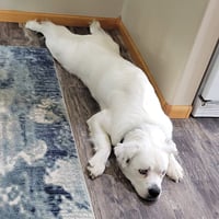 Falcor - Photo 3