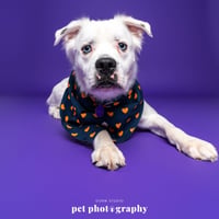 Falcor - Photo 14