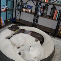 Falcor - Photo 16