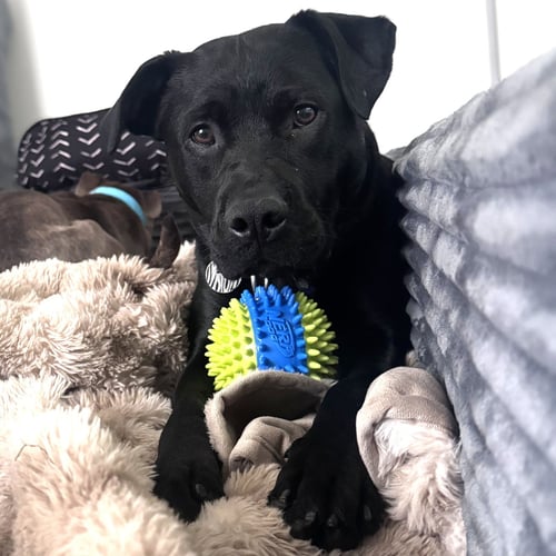 DALE DOBACK - Pit Bull Terrier for adoption in Fargo