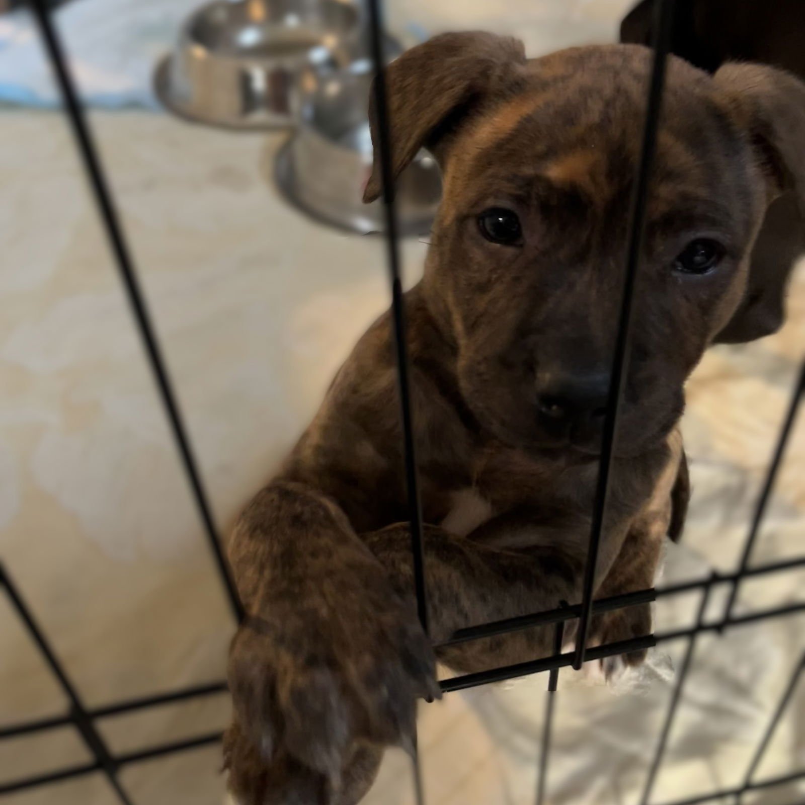 YEN - Pit Bull Terrier available for adoption