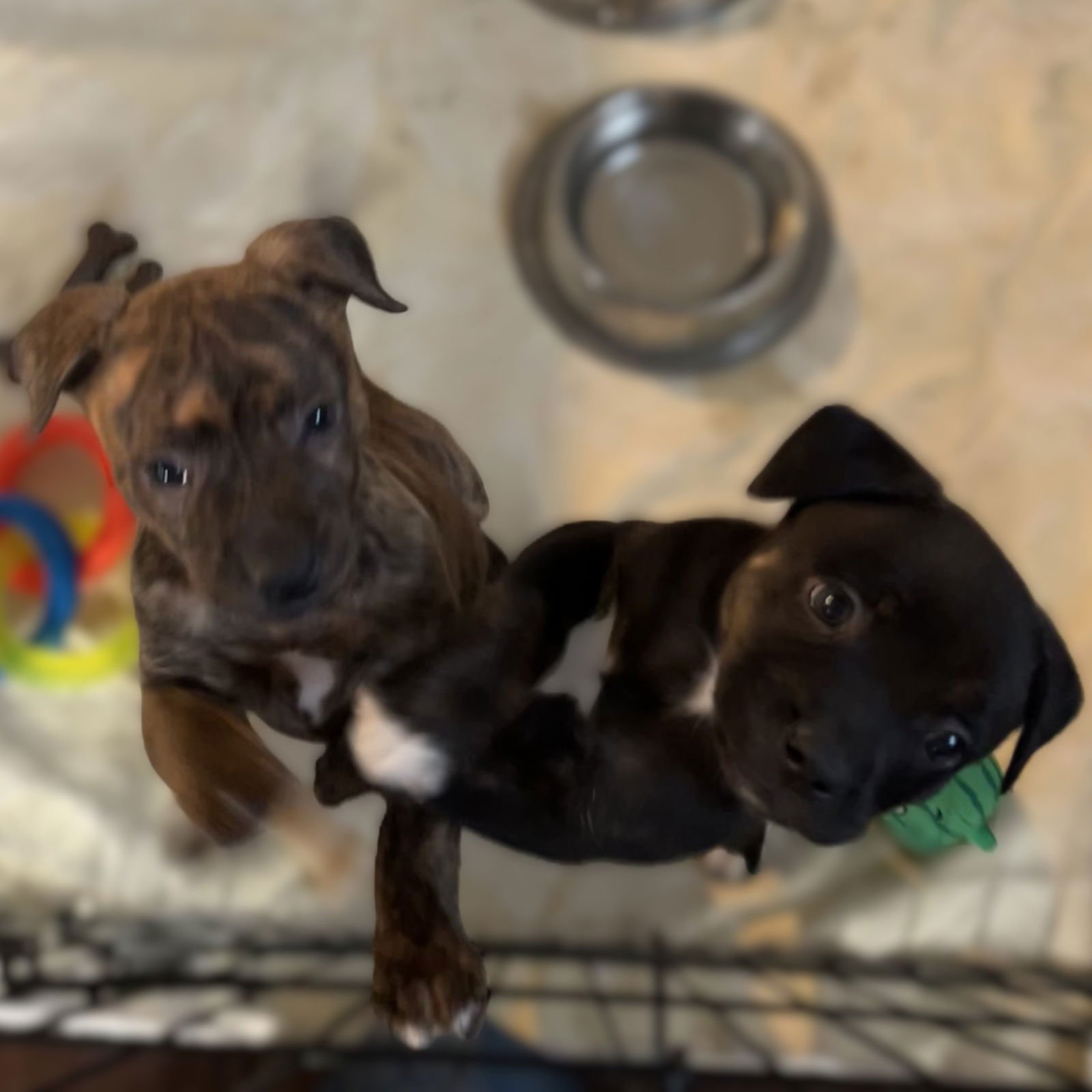 YEN - Pit Bull Terrier available for adoption