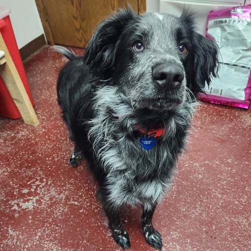 HERMES - Setter for adoption in Fargo