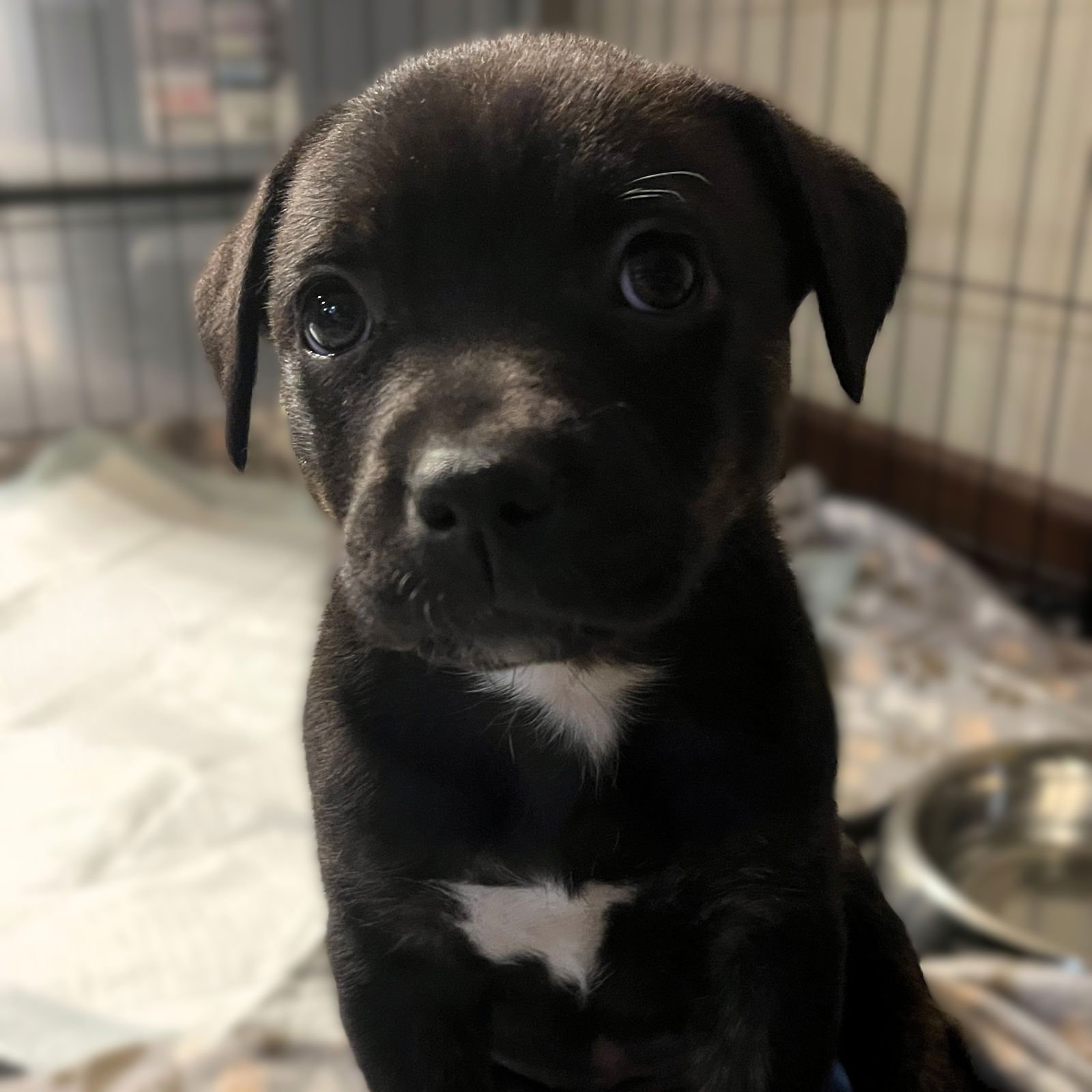 CITY - Pit Bull Terrier available for adoption