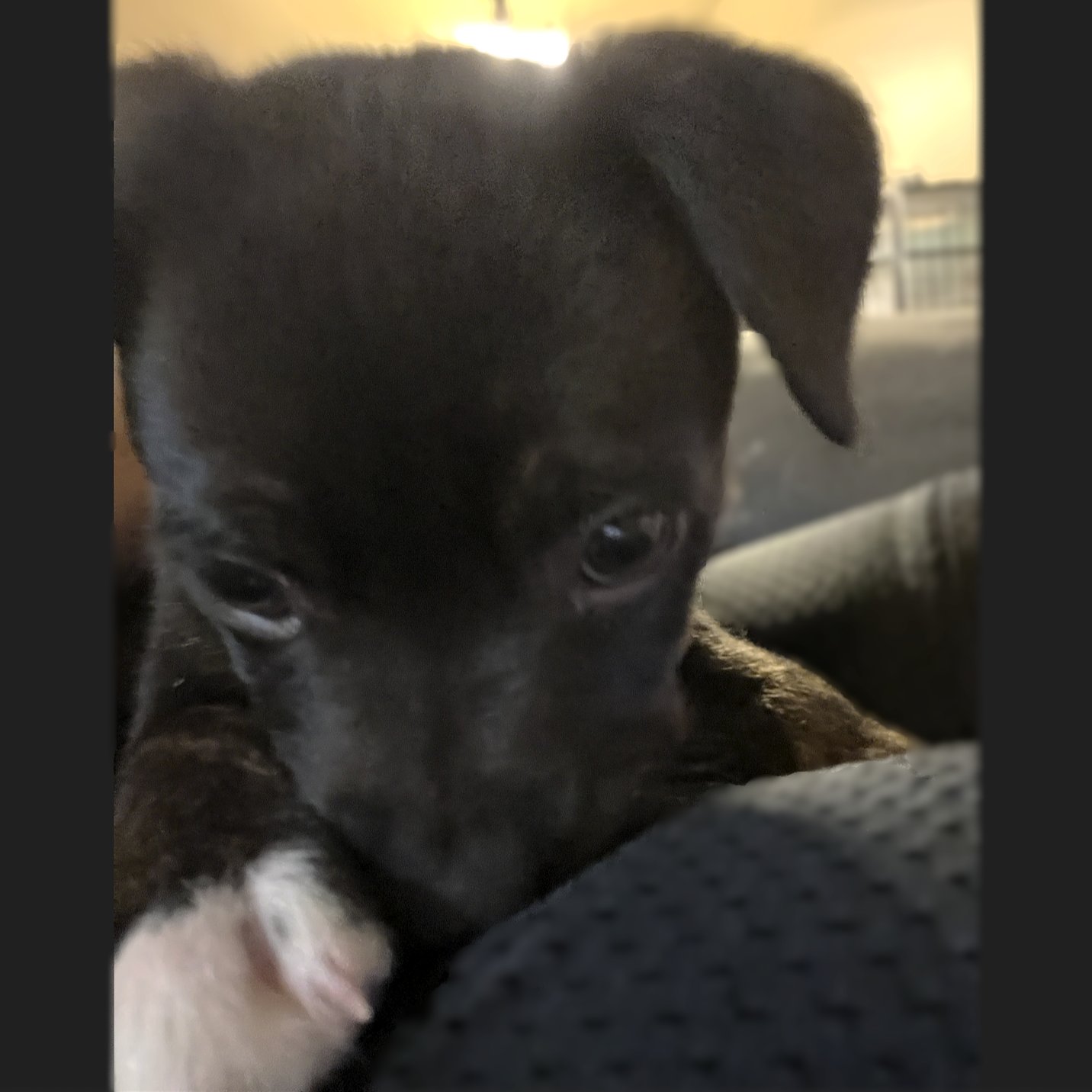 CITY - Pit Bull Terrier available for adoption