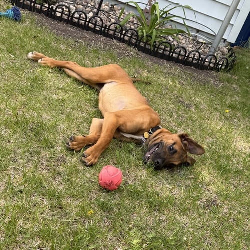 BILMURI - Boxer available for adoption