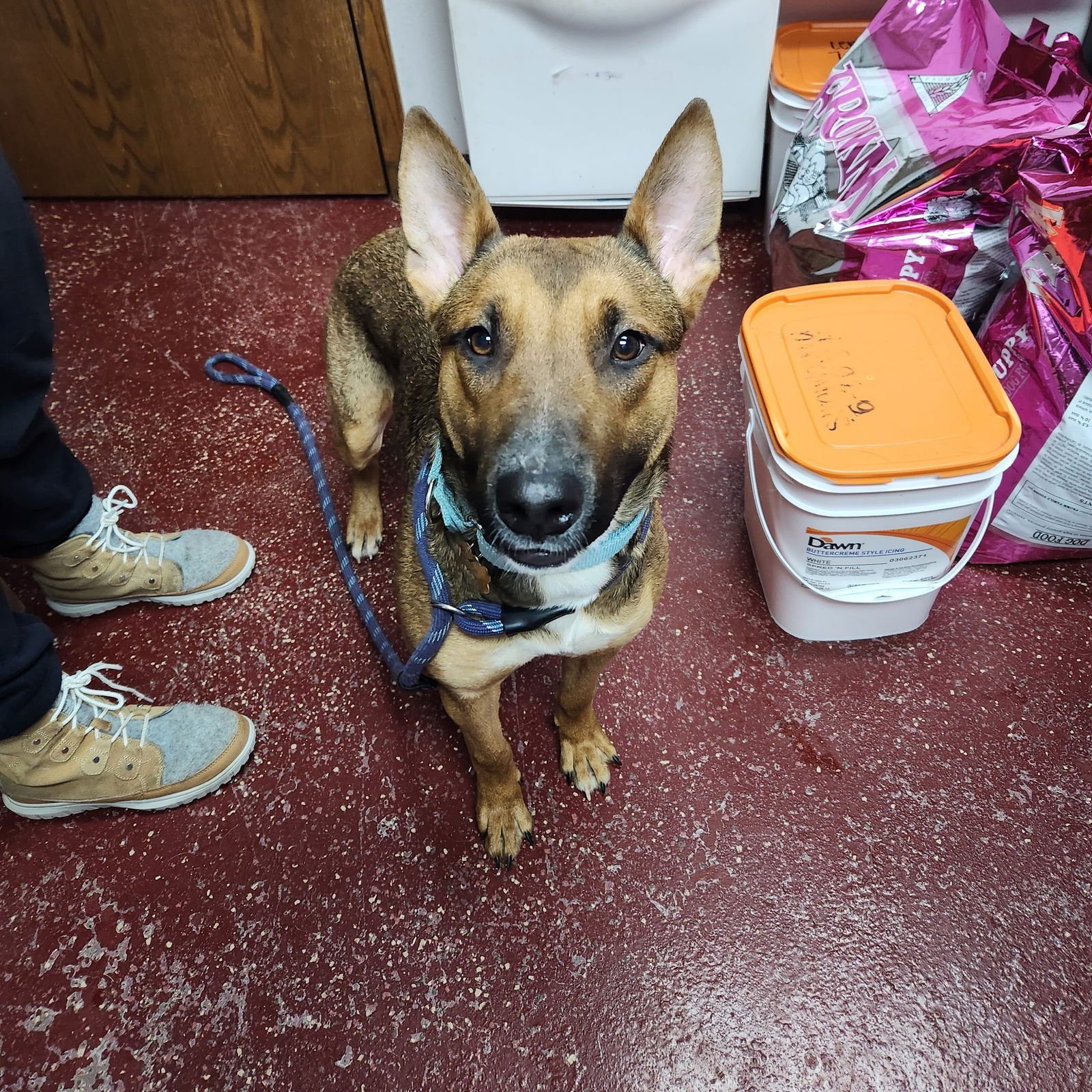 BEBOP - Shepherd for adoption in Fargo