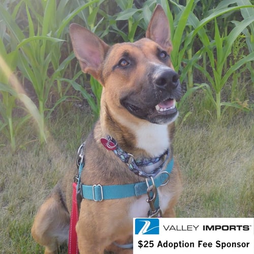 BEBOP - Shepherd for adoption in Fargo