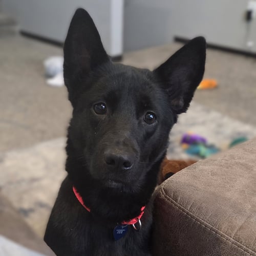 FABLE - Border Collie for adoption in Fargo