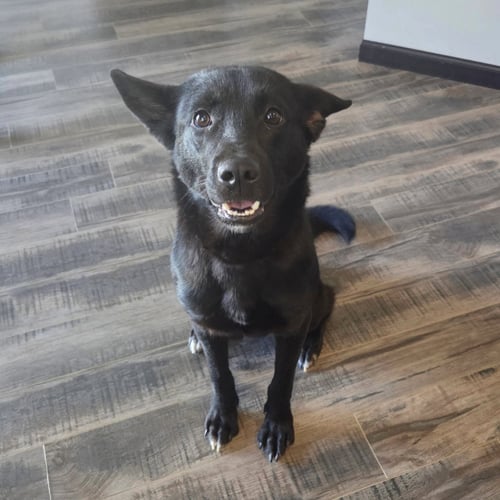 FABLE - Border Collie available for adoption