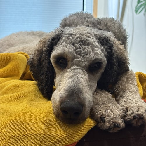 OBOE - Poodle (Standard) available for adoption