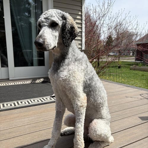 OBOE - Poodle (Standard) available for adoption