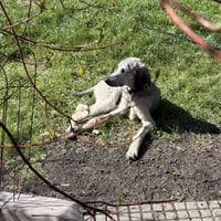Oboe - Photo 3