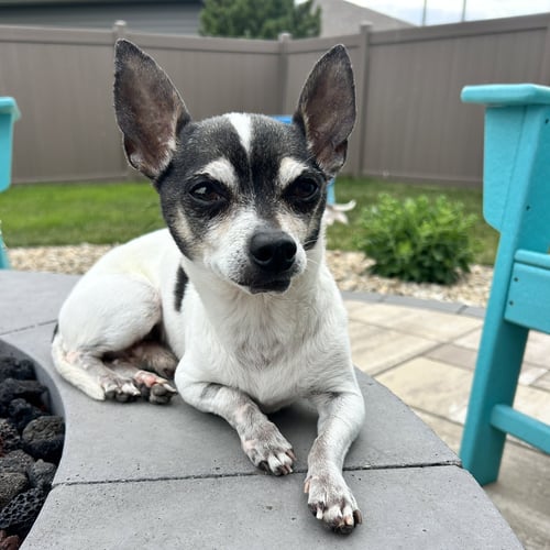 JINU - Chihuahua available for adoption