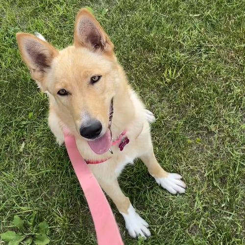 BELINDA - Shepherd for adoption in Fargo
