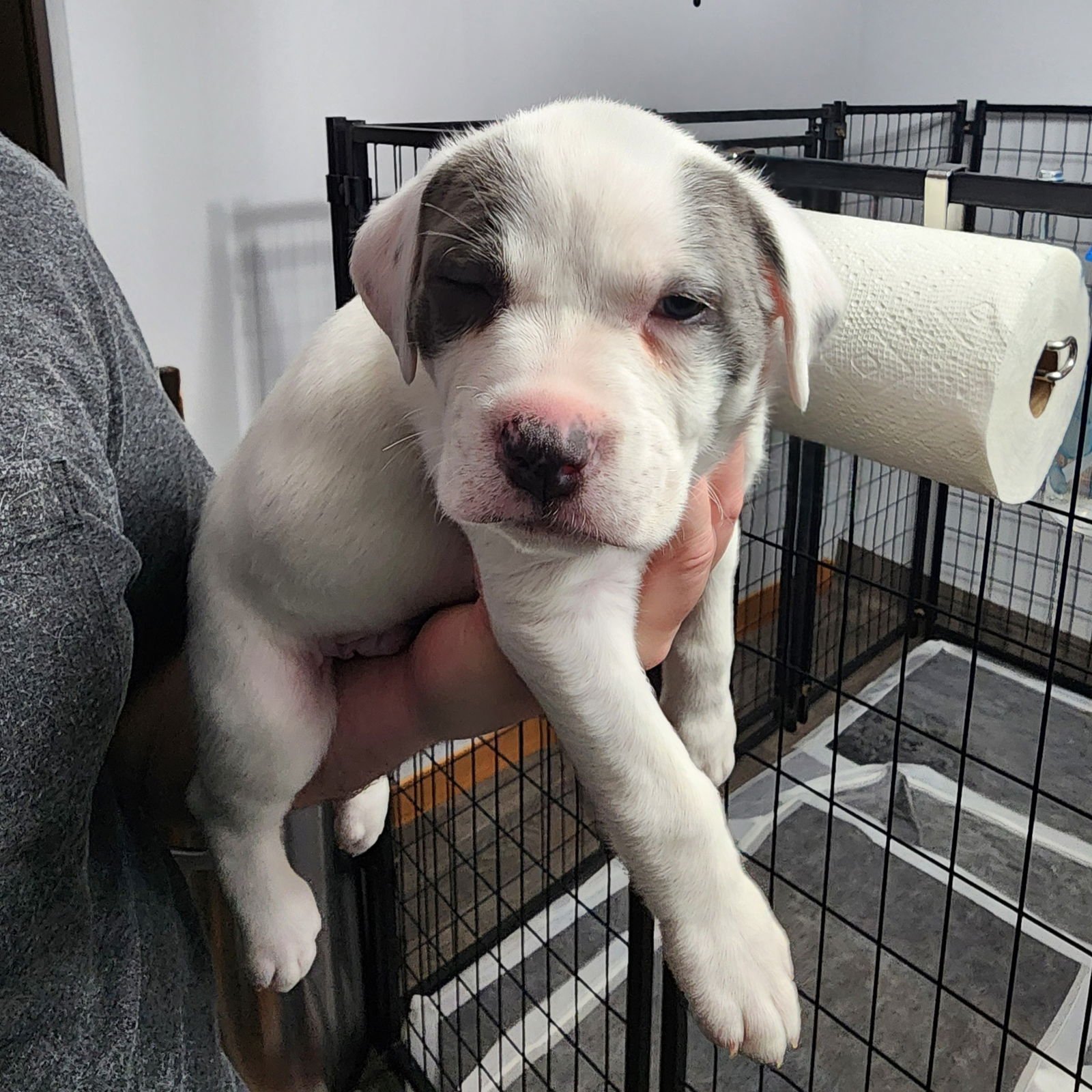 TRINKET - Pit Bull Terrier available for adoption