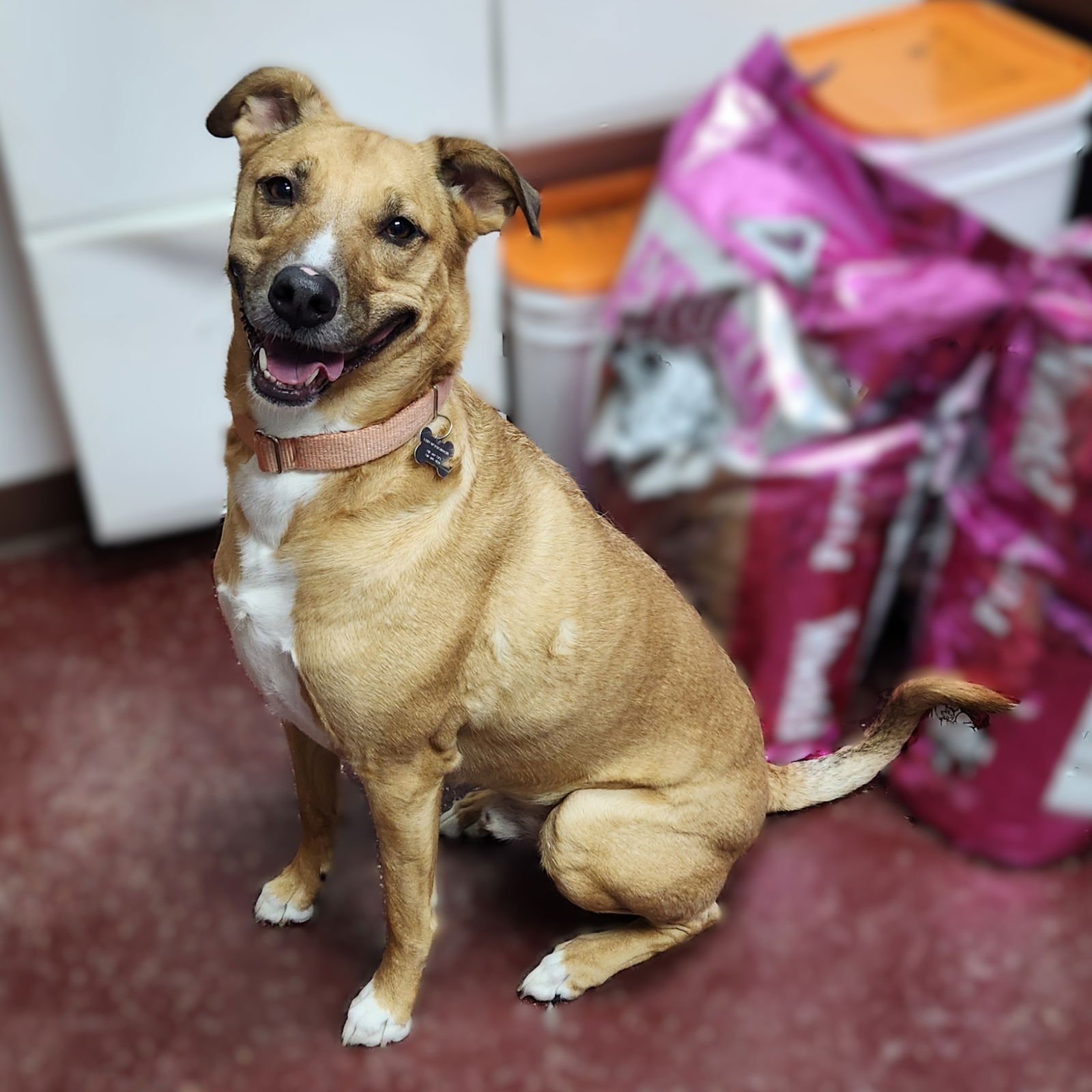PIKA - Pit Bull Terrier for adoption in Fargo