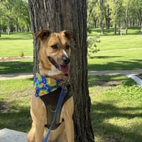 Pika - Photo 25