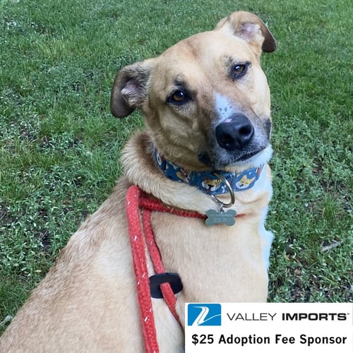 PIKA - Pit Bull Terrier for adoption in Fargo