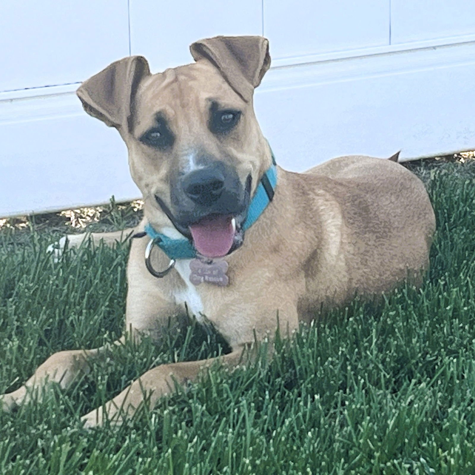 HALF PINT - Shepherd available for adoption
