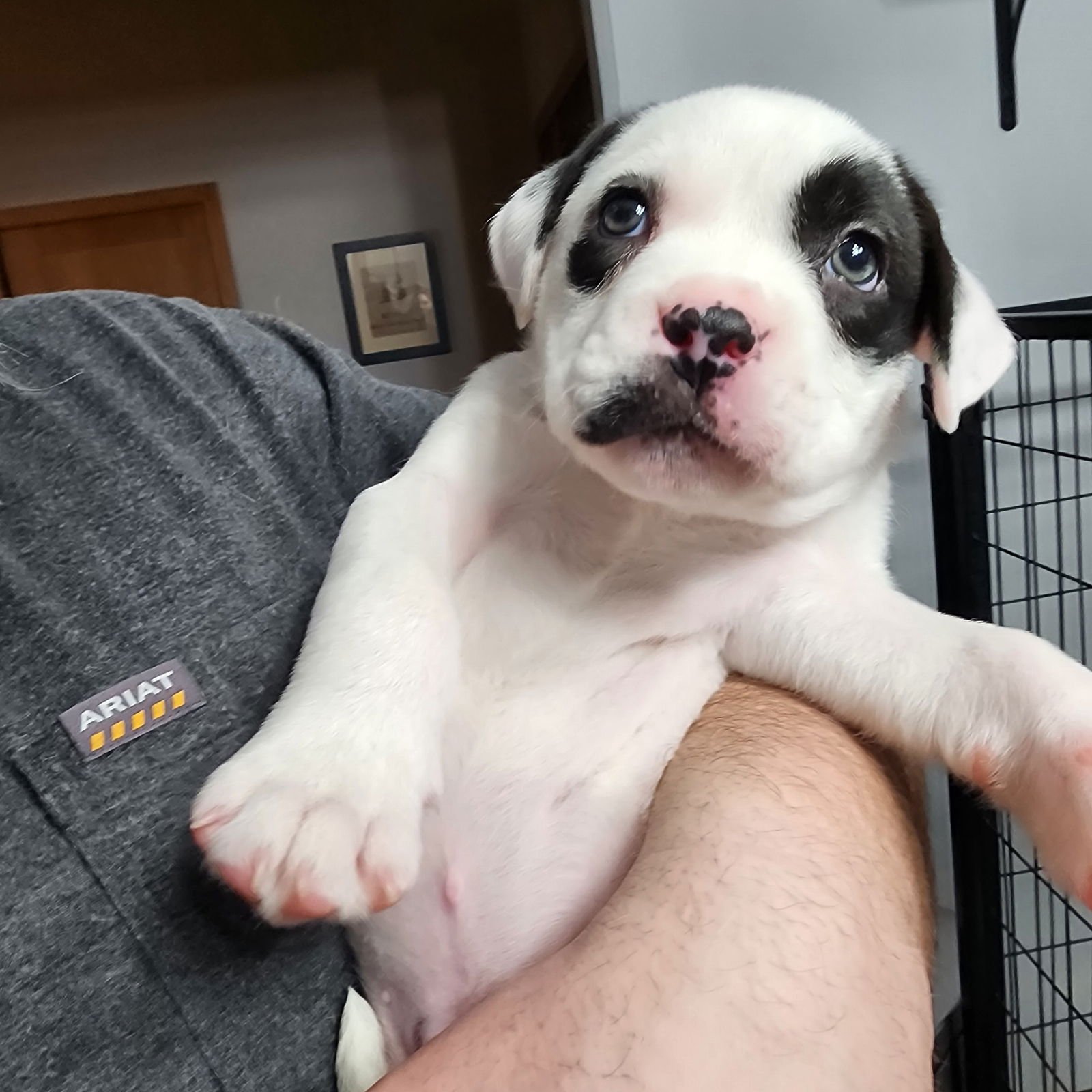 TCHOTCHKE - Pit Bull Terrier available for adoption