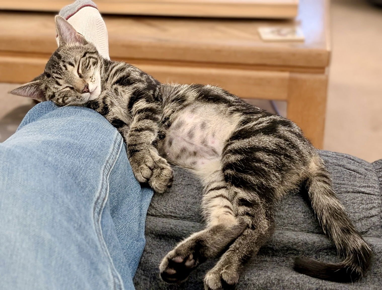 EMMY - Tabby / Domestic Short Hair available for adoption