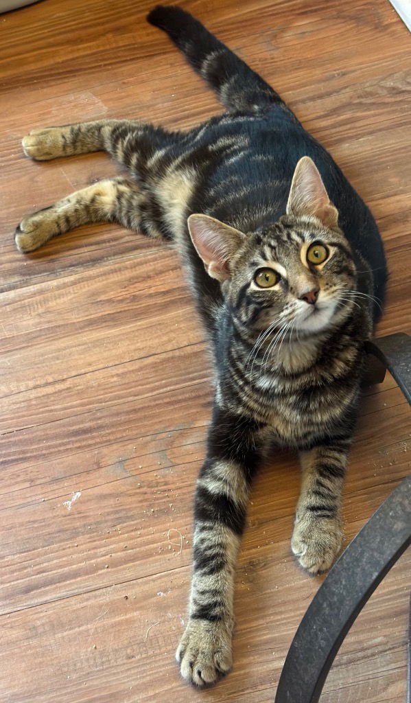 RACER - Tabby / Domestic Short Hair available for adoption