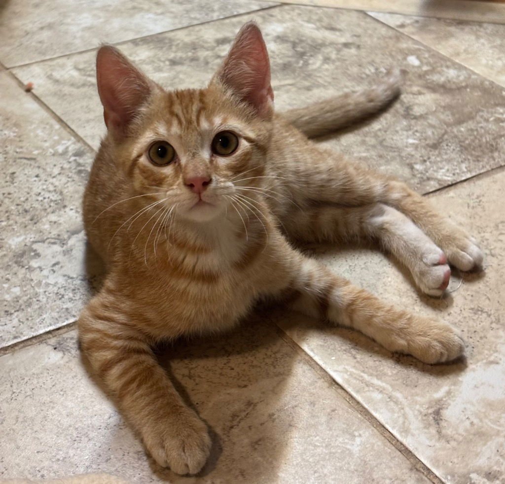 MURRAY - Tabby / Domestic Short Hair available for adoption