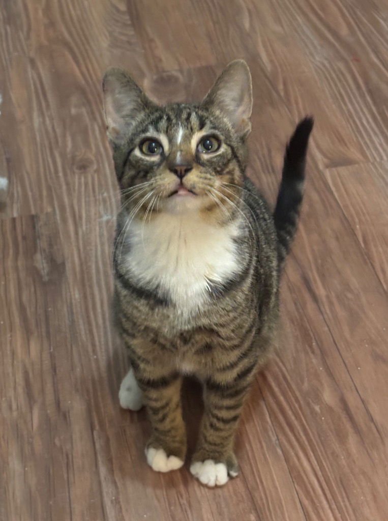 SPEED - Tabby / Domestic Short Hair available for adoption
