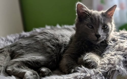 LONG "JOHN" SILVER - Domestic Short Hair available for adoption