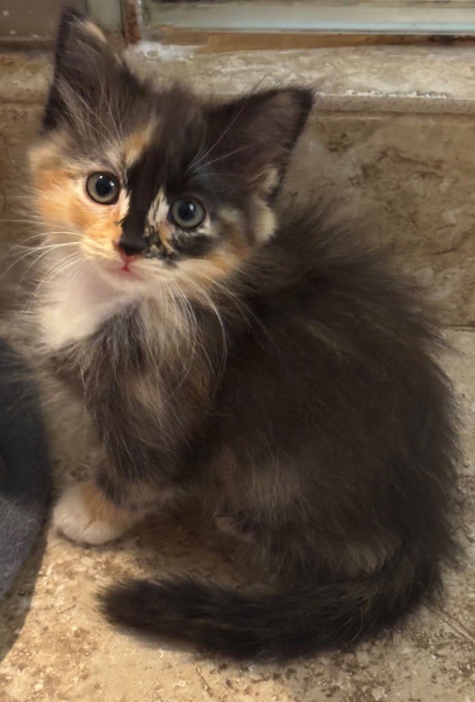 GLINDA - Calico / Domestic Short Hair available for adoption