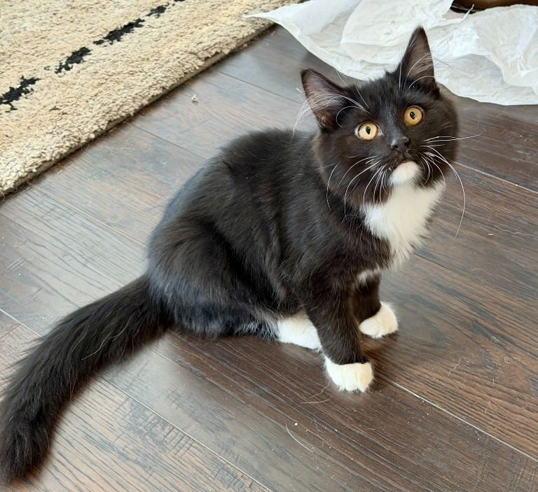 LOKI - Tuxedo / Domestic Short Hair available for adoption