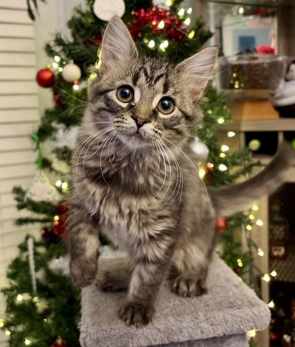 BUTTON - Tabby / Domestic Short Hair available for adoption