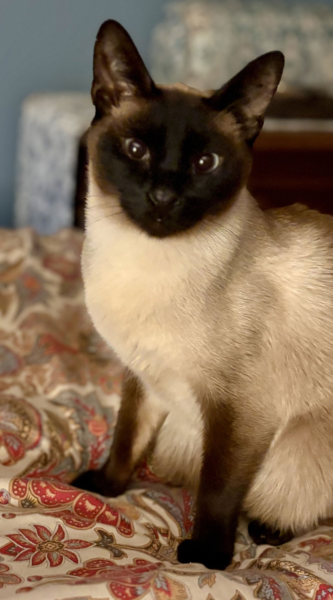 MISO - Siamese available for adoption
