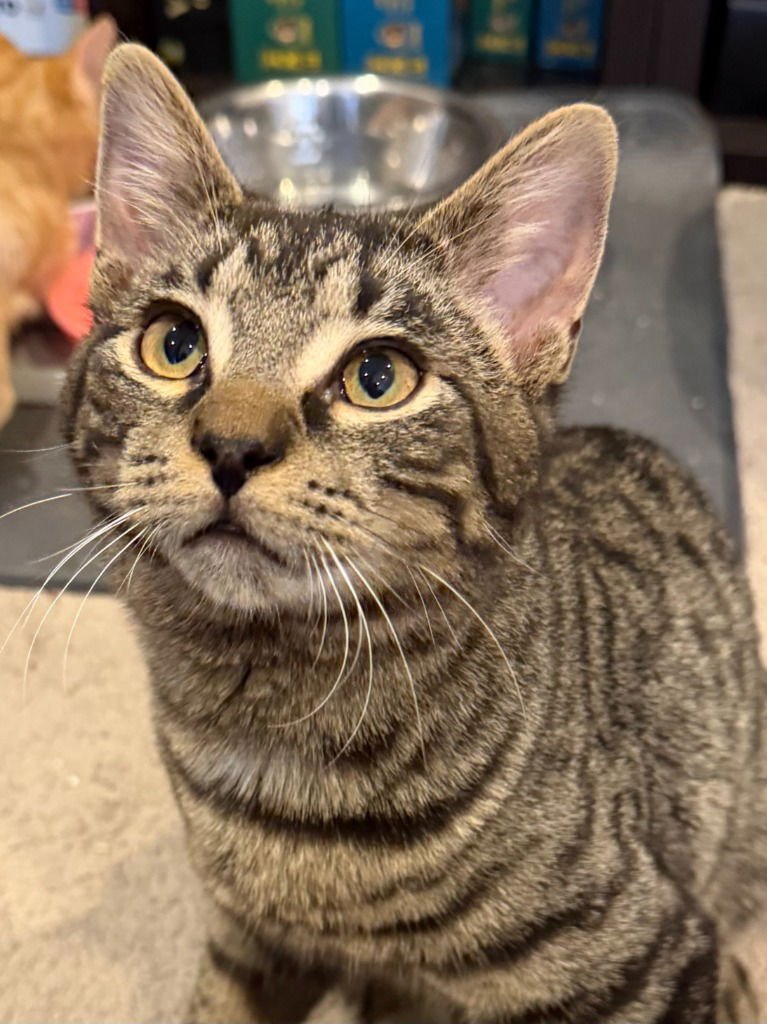 JAX - Tabby / Domestic Short Hair available for adoption