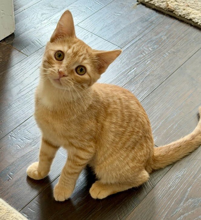 CARVER - Tabby / Domestic Short Hair available for adoption