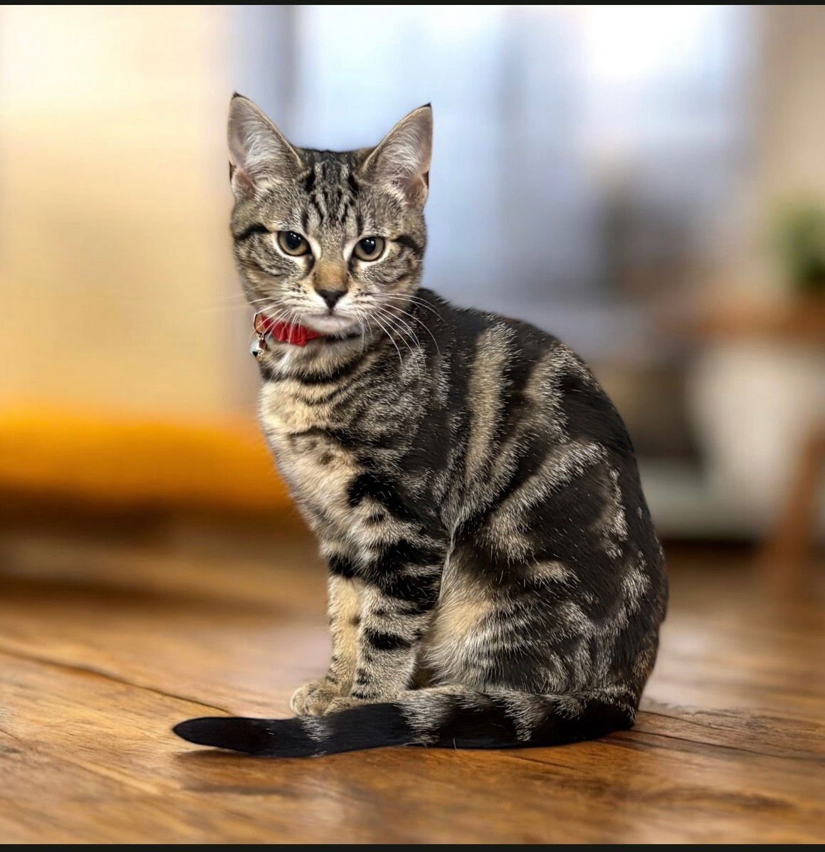 ZENNIE - Tabby / Domestic Short Hair available for adoption