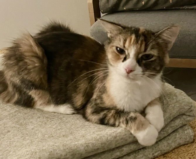 SCARLET - Calico / Domestic Short Hair available for adoption