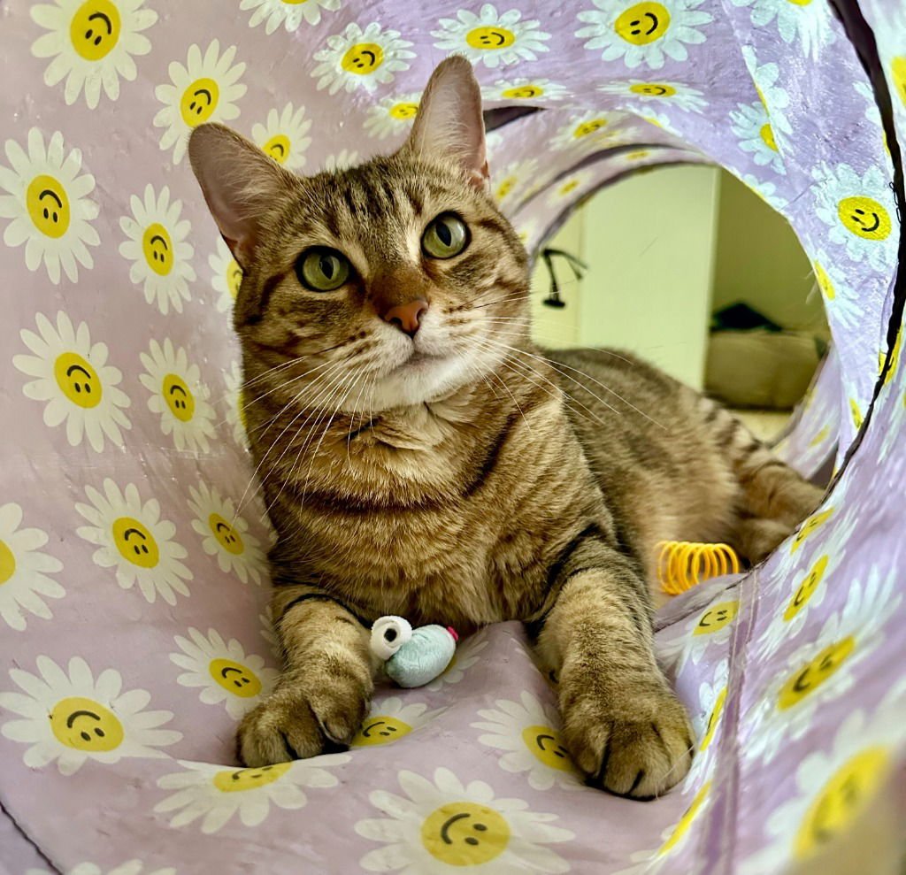 CLEO - Tabby / Domestic Short Hair available for adoption