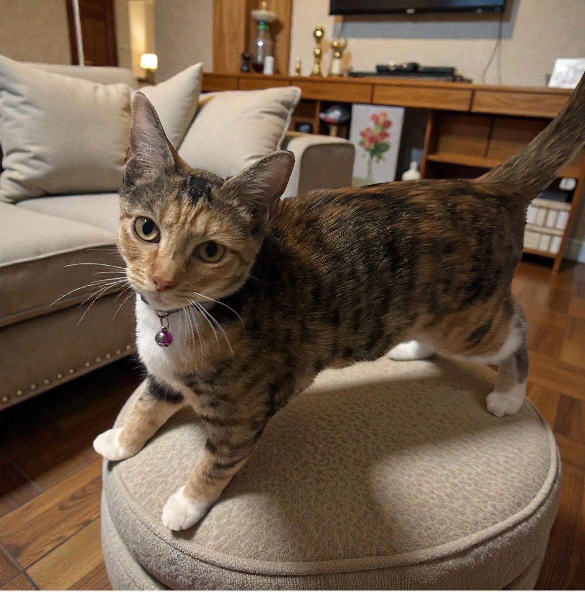 AURORA - Torbie / Domestic Short Hair available for adoption