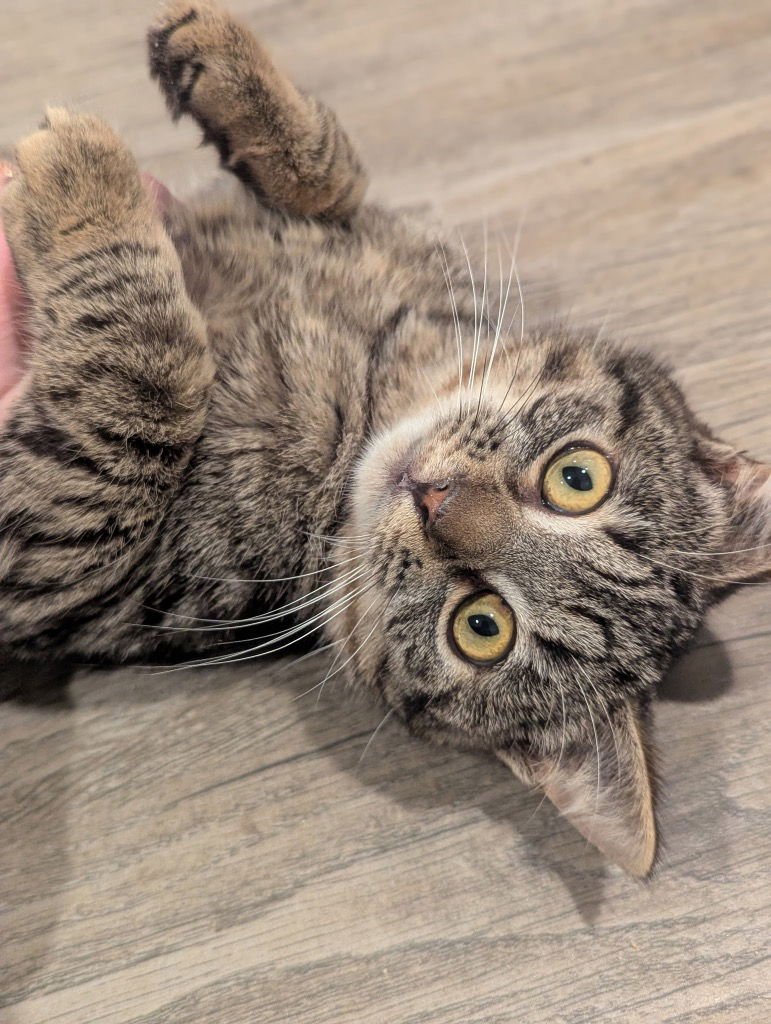 ZOEY - Tabby / Domestic Short Hair available for adoption