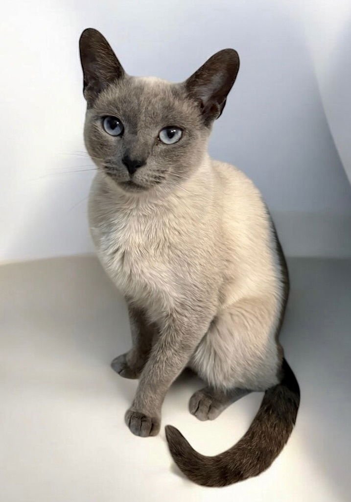 ANGELIQUE - Siamese available for adoption