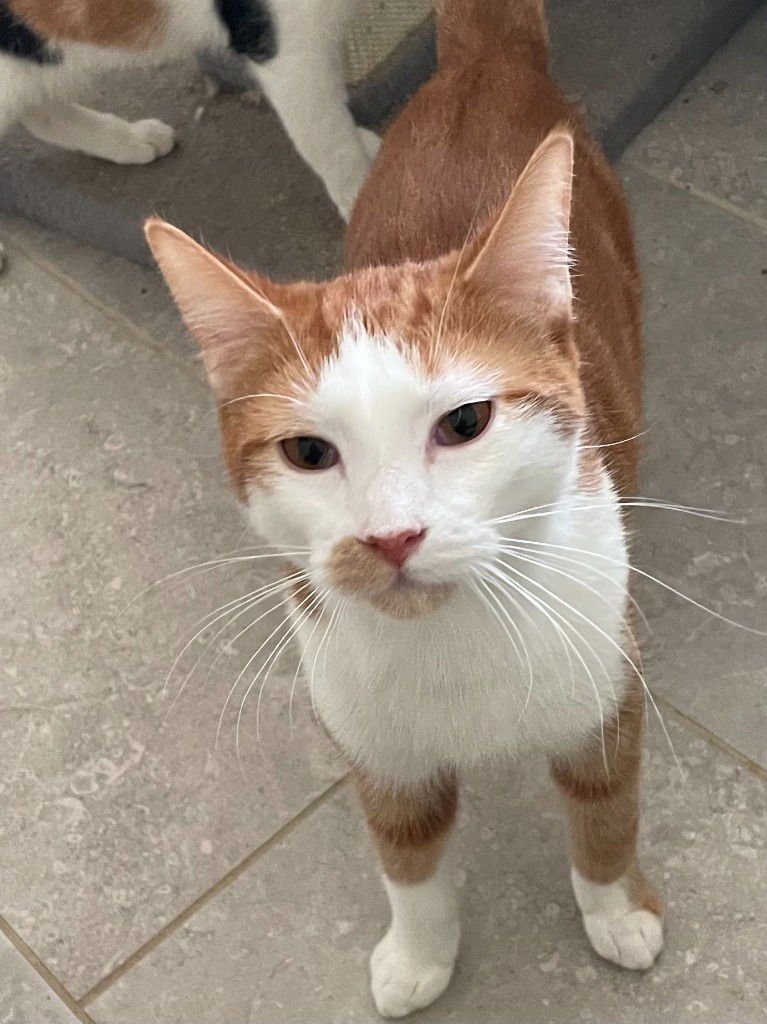 RYAN - Tabby / Domestic Short Hair available for adoption