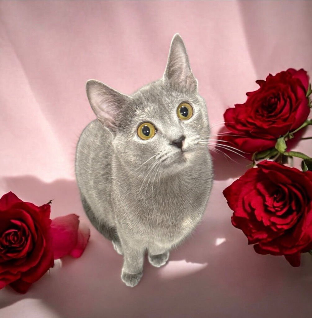 LEIA - Tortoiseshell / Domestic Short Hair available for adoption